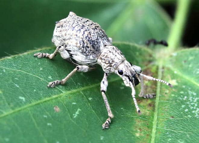 昆虫図鑑・シロコブゾウムシ
